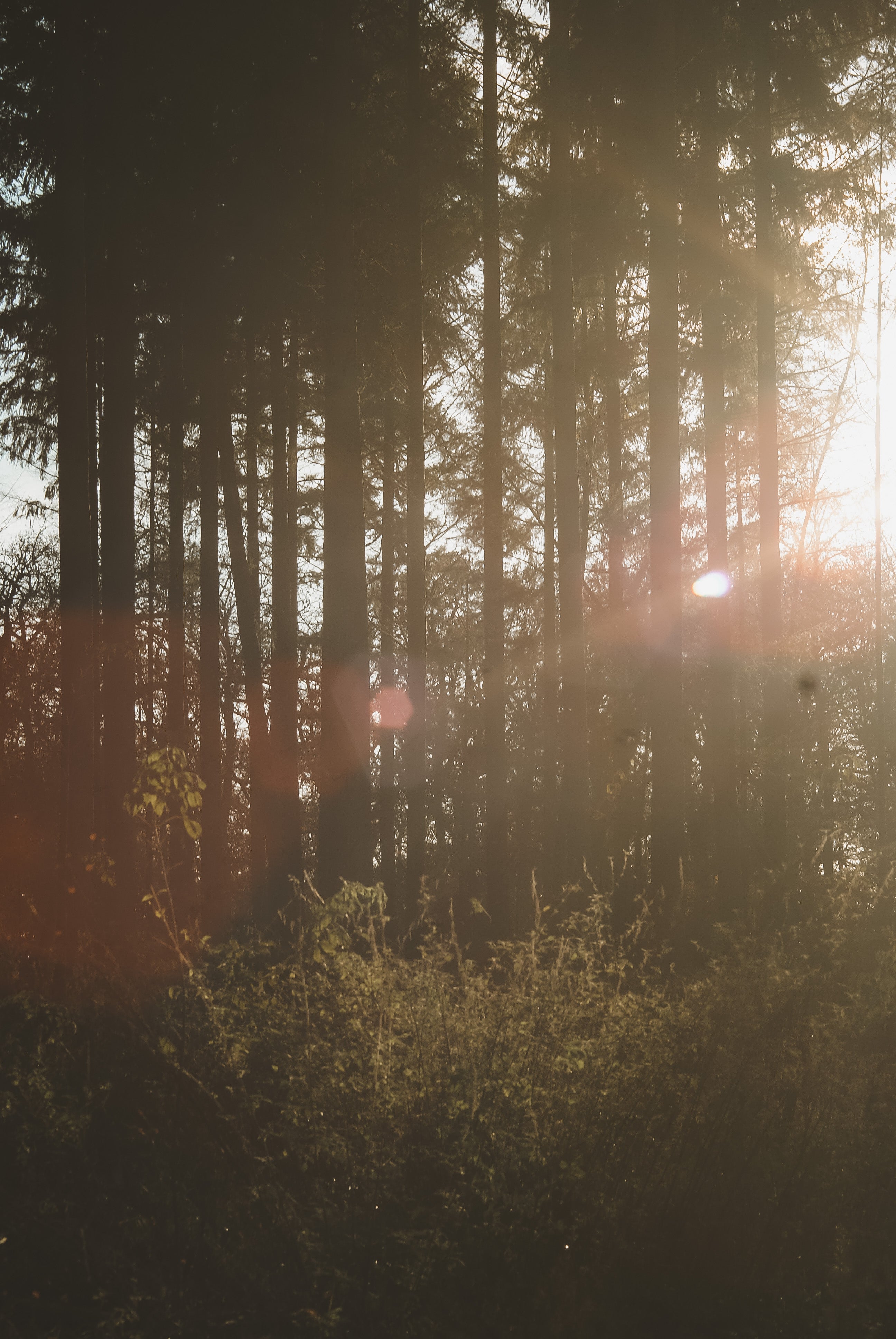 FSC-Zertifizierung unserer Hölzer